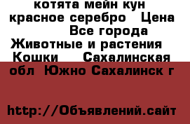 котята мейн кун, красное серебро › Цена ­ 30 - Все города Животные и растения » Кошки   . Сахалинская обл.,Южно-Сахалинск г.